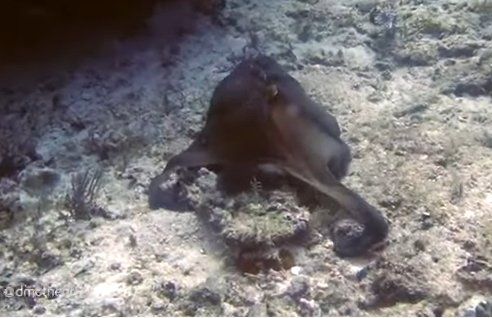 Viral: el impresionante video de un pulpo que se camufla