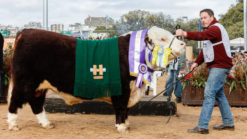 Gabriel Jaca junto al Reservado Gran Campeón Hereford de La Txapela en la pista de Palermo.