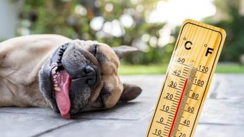 los perros y calor: la temperatura a partir de la cual empiezan a sufrir y como cuidarlos los perros y calor: la temperatura a partir de la cual empiezan a sufrir y como cuidarlos