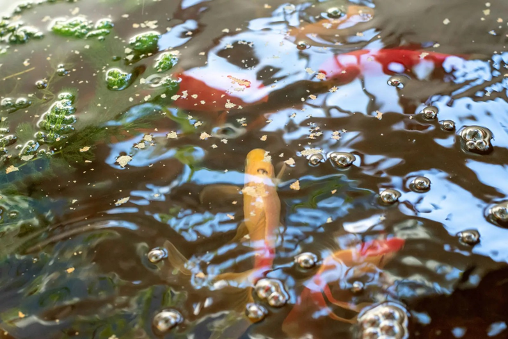 Los resultados son alentadores. Foto: INTA Los resultados son alentadores. Foto: INTA