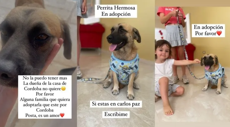 La conductora compartió varios posteos buscando una familia que adoptara a Cala.