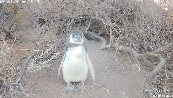 Los pinguinos se muestran en vivo desde su hábitat natural.