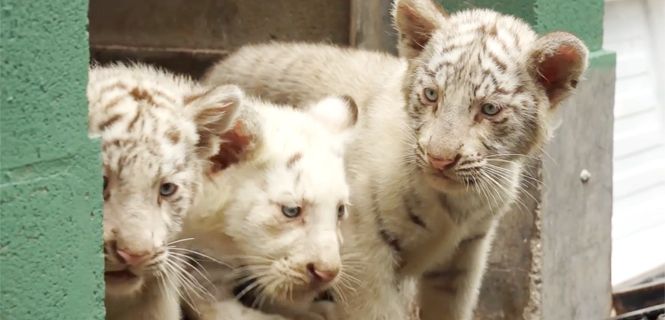 Así nacieron tres tigres de bengala en el Zoo de Buenos Aires