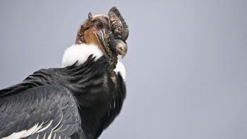 el condor andino se dirige rapido hacia su extincion el condor andino se dirige rapido hacia su extincion