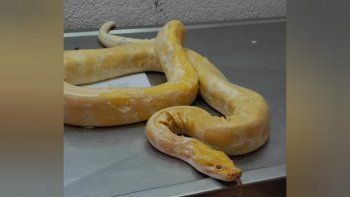 ¡tremendo! mira el piton albino que secuestraron de una casa de plottier ¡tremendo! mira el piton albino que secuestraron de una casa de plottier