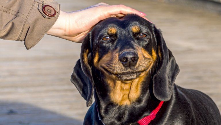 TikTok: ¿Cómo sabés si tu perro es feliz?
