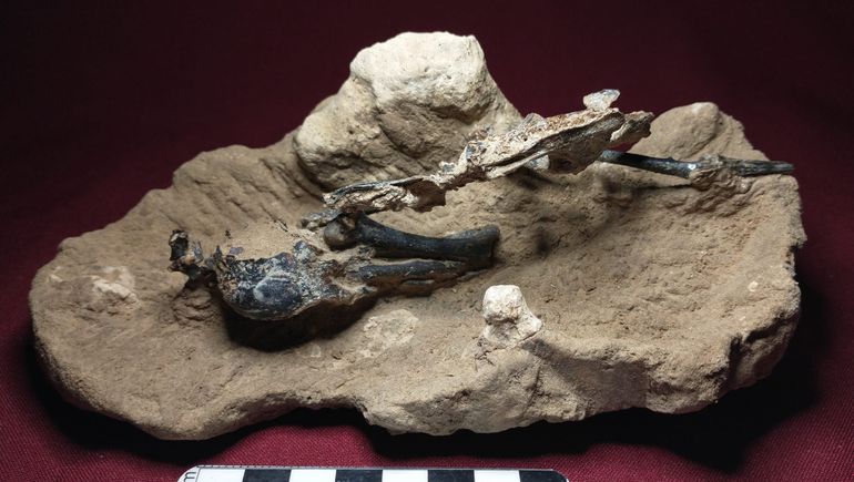 Histórico hallazgo de fósil de un pájaro carpintero