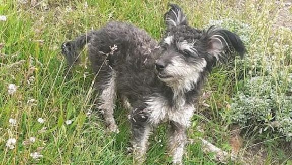 Drama en Cutral Co: pararon en una gomería y su perrita se escapó