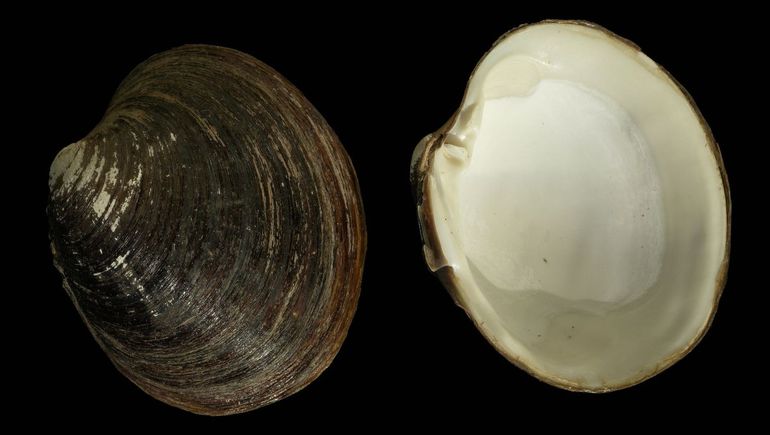 ¿Cuál es la especie animal viva más antigua del mundo?