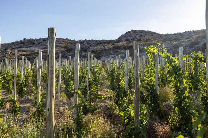 Las vides de Malbec, Merlot y Petit Verdot fueron plantadas allí en 2003. Foto: gentileza. Las vides de Malbec, Merlot y Petit Verdot fueron plantadas allí en 2003. Foto: gentileza.