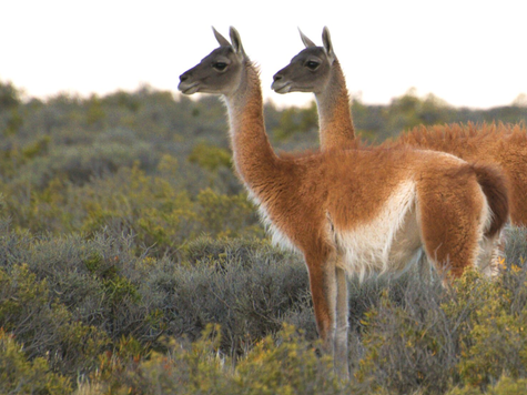 Santa Cruz avanza con un sello de origen para proteger la carne de guanaco.