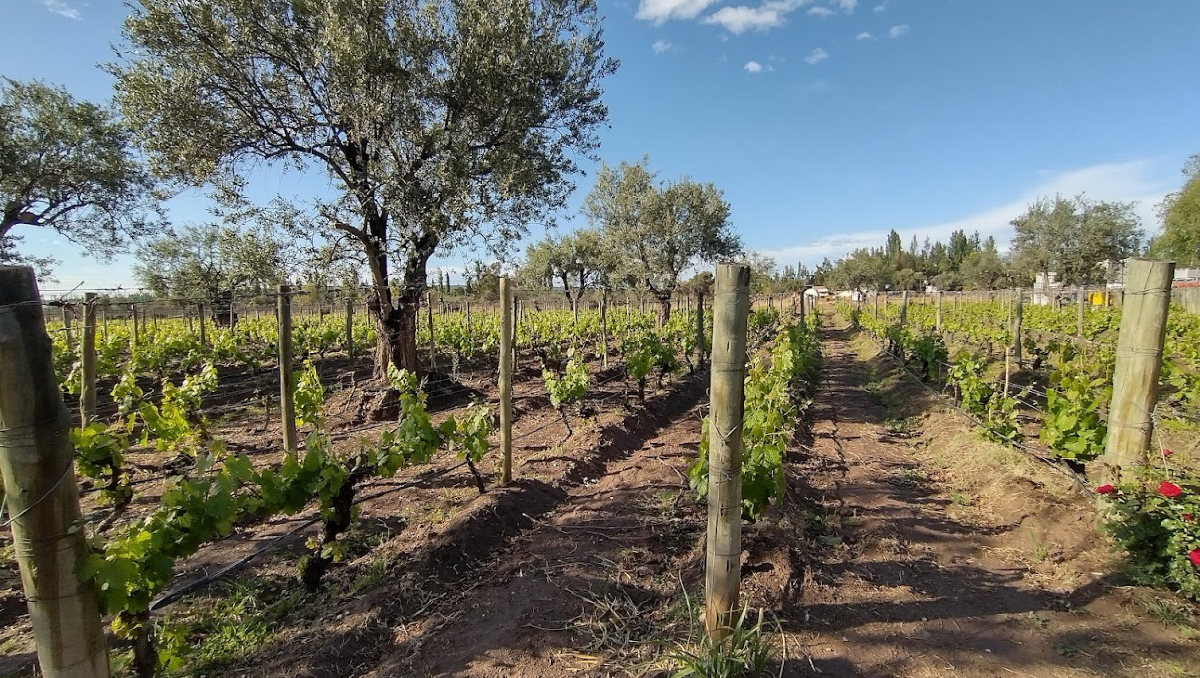 Regiones de vino: Luján de cuyo para principiantes