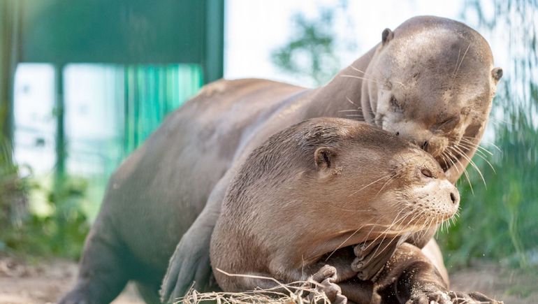 Iberá: introducen una nutria gigante
