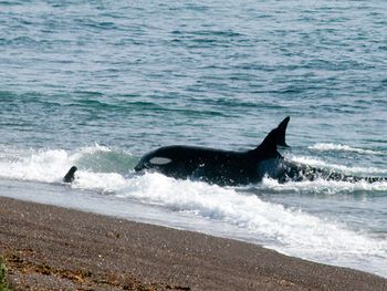 Una orca en varamiento intencional en la costa de Península Valdés, Chubut. Una orca en varamiento intencional en la costa de Península Valdés, Chubut.