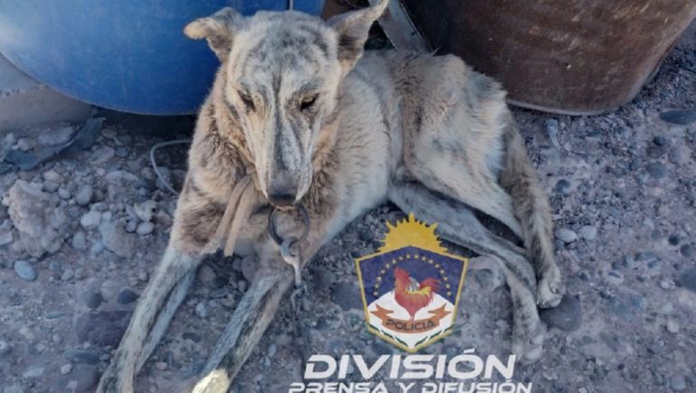 Tenía a su perro atado afuera, sin comida ni agua: se lo sacaron y la acusaron