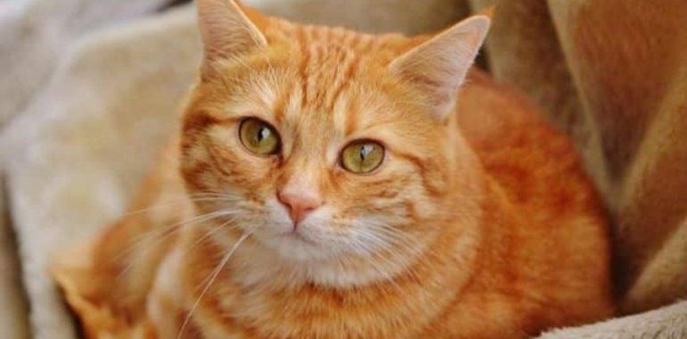 Garfield: el gato que fue regalado y caminó 64 kilómetros para volver a su casa