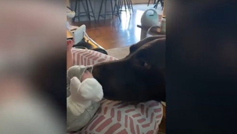 Este perrito no deja de sumar reproducciones en YouTube