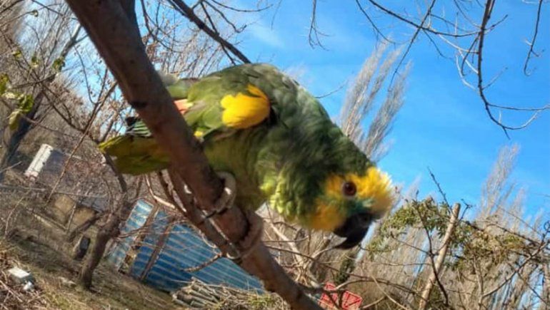 Juntan firmas para que les devuelvan al loro Melecio