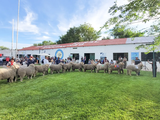 En la Expo se comercializaron 165 reproductores, de los 191 presentados.