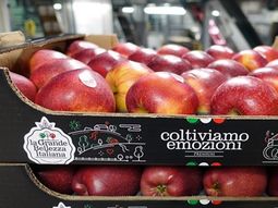 La manzana italiana se posiciona en el mercado de Brasil. La manzana italiana se posiciona en el mercado de Brasil.