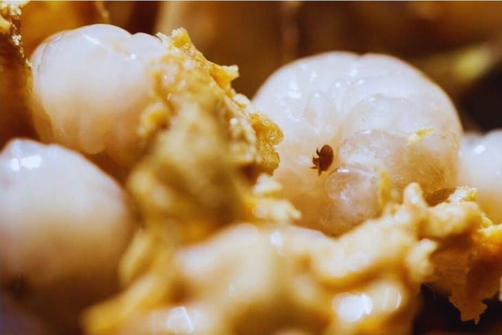 Las abejas acumulan reservas para pasar el invierno. Foto: INTA. Las abejas acumulan reservas para pasar el invierno. Foto: INTA.