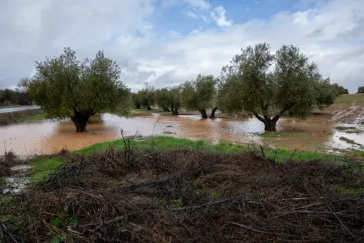 El olivar andaluz pierde hasta 70.000 toneladas de aceite debido al impacto de las borrascas Leonardo y Marta. Foto: EFE
