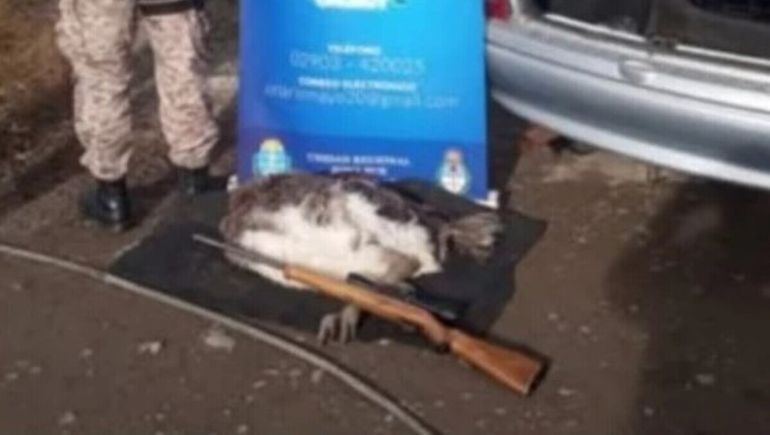 Chubut llevaba un choique en el baúl del auto.