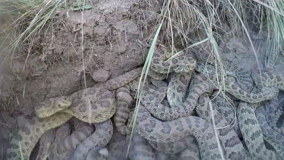 Perdió su cámara en medio de un nido de serpientes
