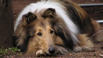 escalofriante: mato al perro del vecino harto de los ladridos escalofriante: mato al perro del vecino harto de los ladridos
