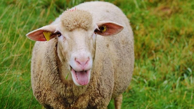 Un preso se difrazó de oveja para escapar de la cárcel