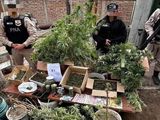 Efectivos de Prefectura Naval realizó el allanamiento en San Antonio y secuestró gran cantidad de plantas de marihuana. 