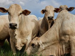 patagonia: analizan la posibilidad de importar asado con hueso desde brasil patagonia: analizan la posibilidad de importar asado con hueso desde brasil