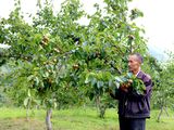 Polémica por las peras de China en Argentina: lo que no se está diciendo