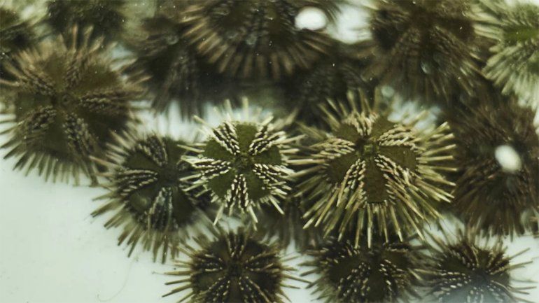 La científica de Puerto Madryn desarrolló una investigación sobre los erizos de mar. La científica de Puerto Madryn desarrolló una investigación sobre los erizos de mar.