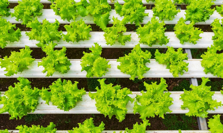 Hortalizas uniformes en sistema flotante: raíces nutridas directamente en solución oxigenada, logrando crecimiento acelerado y cero pérdidas en entornos de alta salinidad. Hortalizas uniformes en sistema flotante: raíces nutridas directamente en solución oxigenada, logrando crecimiento acelerado y cero pérdidas en entornos de alta salinidad.