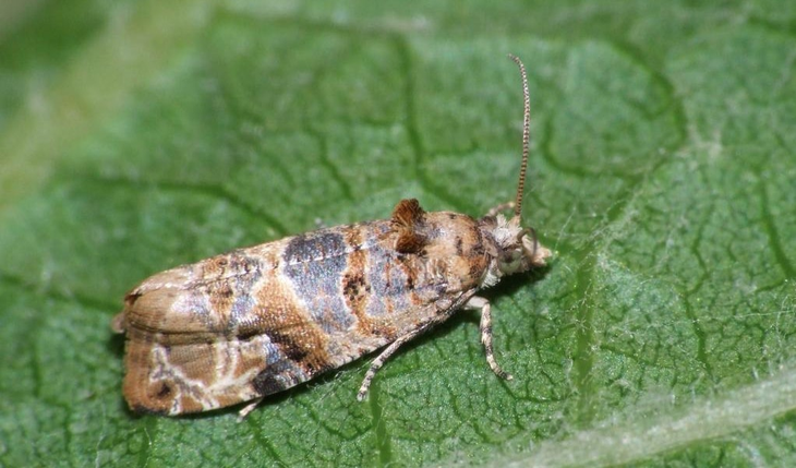 Senasa no considera obligatorio el tratamiento, pero lo recomienda. Senasa no considera obligatorio el tratamiento, pero lo recomienda.