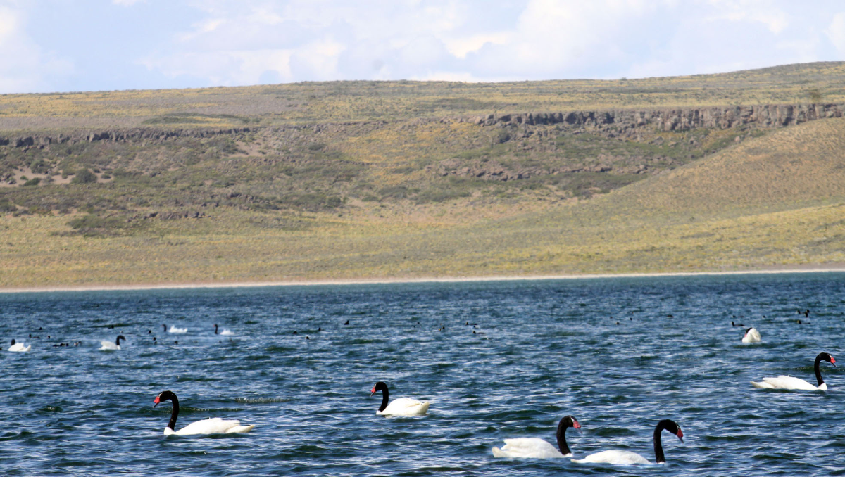 Atención: prohíben la pesca y el uso de la costa en un concurrido parque nacional neuquino