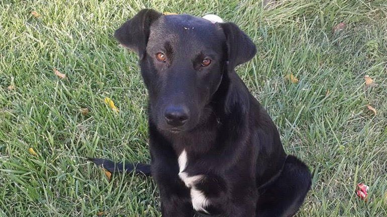 Una vecina de Plottier denunció que su mascota desapareció.&nbsp;