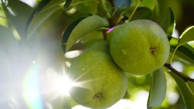 Los envíos externos cayeron desde julio y el sector apunta a la escasa disponibilidad de Packham’s. | LM Neuquen Los envíos externos cayeron desde julio y el sector apunta a la escasa disponibilidad de Packham’s.