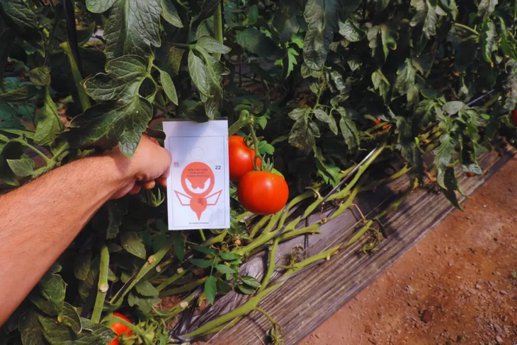 Se logró reducir en un 85 % el uso de productos de síntesis química. Foto: INTA Se logró reducir en un 85 % el uso de productos de síntesis química. Foto: INTA