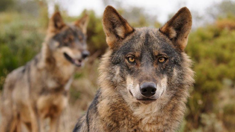 Soñar con lobos puede simbolizar una advertencia