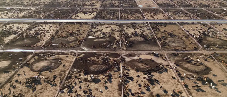 Más de 17 kilos por vaca y día, servidos desde un camión volquete. Foto: @DW Más de 17 kilos por vaca y día, servidos desde un camión volquete. Foto: @DW