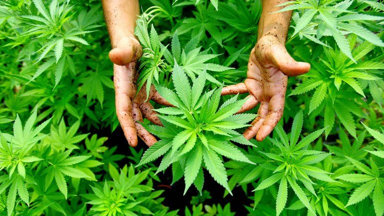 Para la OMS, el cannabis no es una droga peligrosa