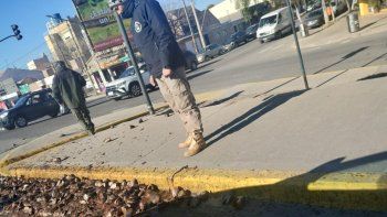 fin de la novela: se develo el misterio de las cabezas de trucha que aparecieron en plena avenida mosconi