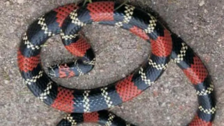 Con la ola de calor, aparecen animales e insectos peligrosos: qué hacer
