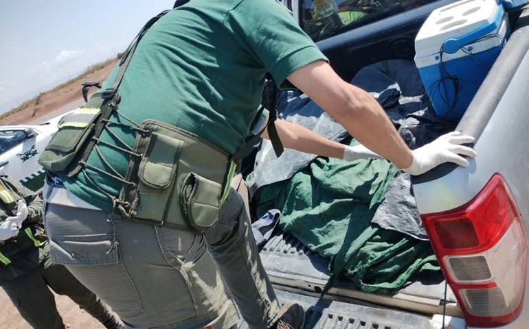 El operativo en Ruta 7 logró detectar una carga clandestina de 25 chivitos que venderían de manera irregular en Añelo. 