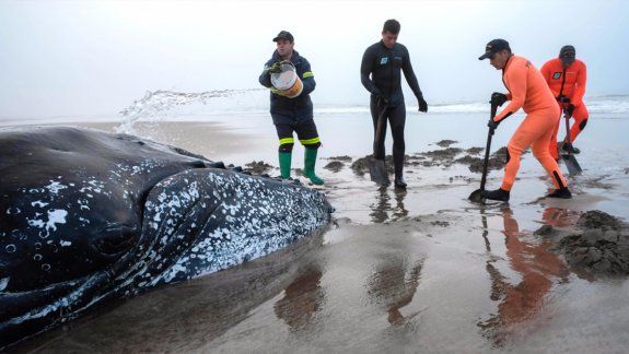 Intentan rescatar a una ballena varada