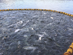 Por una ajustada mayoría, se autorizó la producción de salmón en la costa atlántica de la provincia, con límites estrictos y evaluación ambiental. Por una ajustada mayoría, se autorizó la producción de salmón en la costa atlántica de la provincia, con límites estrictos y evaluación ambiental.