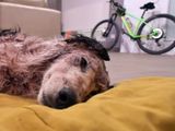 El veterinario de Santa Cruz que la atendió dijo que solo el ataque de una persona pudo causarle las fracturas en el cráneo y el hocico que presentó la border collie.