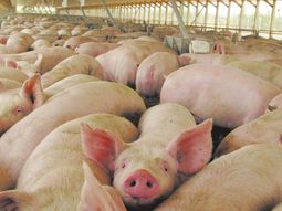 Se detectaron nuevos casos de Triquinosis en la ciudad de Neuquén, procedentes de dos carnicerías. Se detectaron nuevos casos de Triquinosis en la ciudad de Neuquén, procedentes de dos carnicerías.